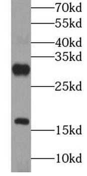 GRP Antibody