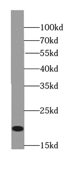 RANGRF Antibody