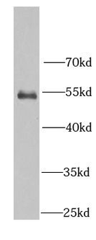 RBBP7 Rabbit Polyclonal Antibody
