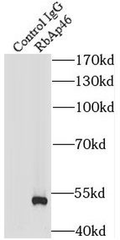 RBBP7 Rabbit Polyclonal Antibody