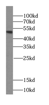RBBP4 Antibody