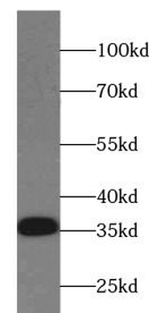 DDIT4 specific Rabbit Polyclonal Antibody