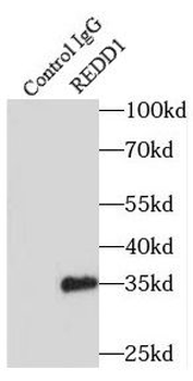 DDIT4 specific Rabbit Polyclonal Antibody