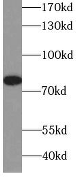 RIPK1 Specific Rabbit Polyclonal Antibody