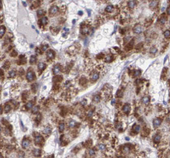 RPL3 Mouse Monoclonal Antibody