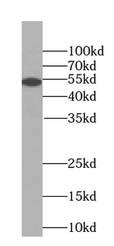 RTCB Antibody