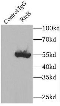 RTCB Antibody