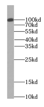 EXOC2 Mouse Monoclonal Antibody