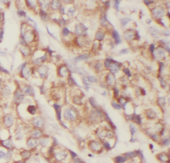 EXOC2 Mouse Monoclonal Antibody