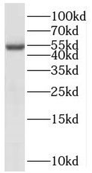 SEC61A1 Rabbit Polyclonal Antibody