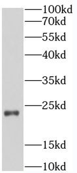 SELENOS Antibody