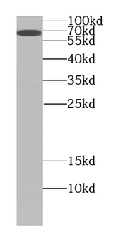 SLAMF1 Antibody
