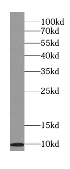 SRP9 Mouse Monoclonal Antibody