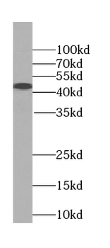 TARDBP Antibody
