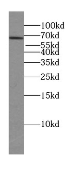 TDRKH specific Rabbit Polyclonal Antibody