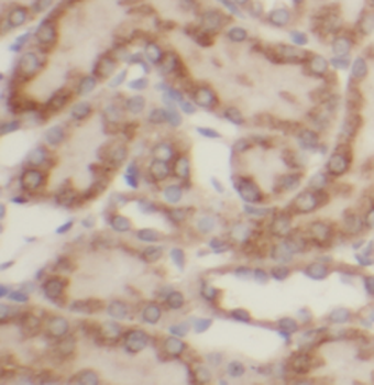 TELO2 Antibody