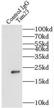 TIMM23 Rabbit Polyclonal Antibody