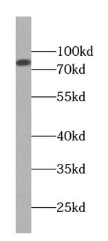 TRPC4AP Antibody