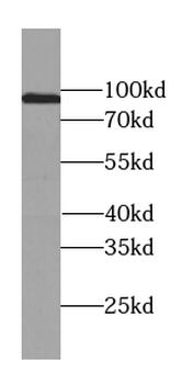 USP13 Mouse Monoclonal Antibody