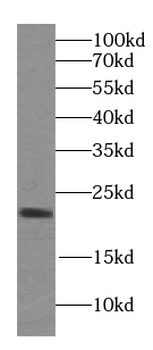 HPCAL1 Antibody
