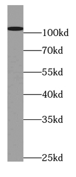 PIK3C3 Antibody
