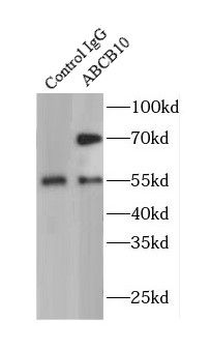 ABCB10 Rabbit Polyclonal Antibody