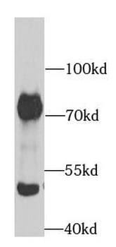 ACHE Antibody