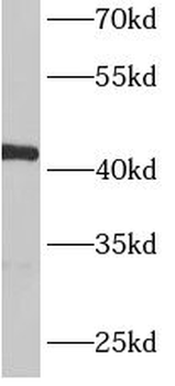 ACTR1B Antibody