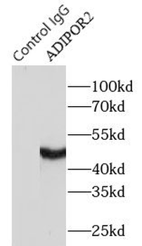 ADIPOR2 Antibody