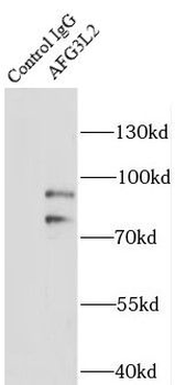 AFG3L2 Antibody