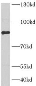 AFG3L2 Antibody