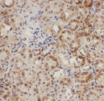 AFG3L2 Antibody