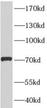 AFM Antibody