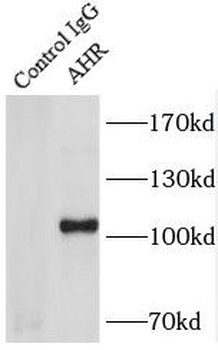 AHR Antibody
