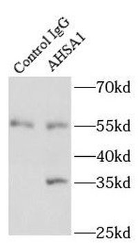 AHSA1 Antibody