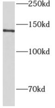 AOX1 Antibody