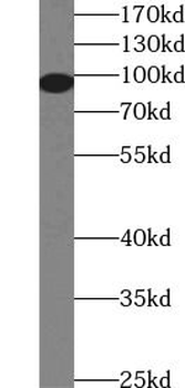 ALDH1L1 Antibody