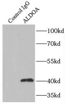 ALDOA Rabbit Polyclonal Antibody