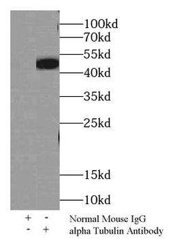 alpha Tubulin Antibody