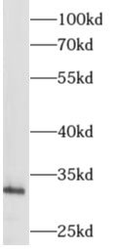 ALYREF Rabbit Polyclonal Antibody
