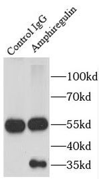 AREG Antibody