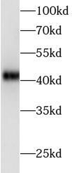 AREG Antibody