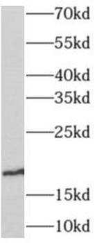 ANG Rabbit Polyclonal Antibody