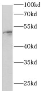 ANGPT1 Antibody