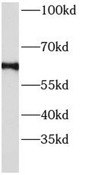 ANGPT2 Antibody