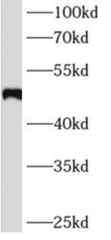AGT Antibody