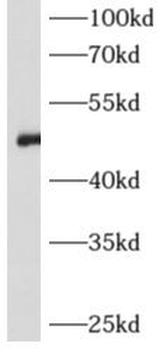 AGT Antibody
