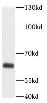 ANGPTL2 Antibody