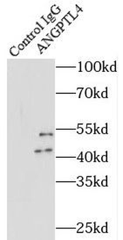 ANGPTL4 Antibody