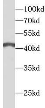 ANGPTL4 Antibody
